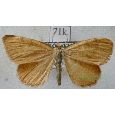 Macaria brunneata (Thunberg, 1784) Witalnik rdzawiak Slovakia71k